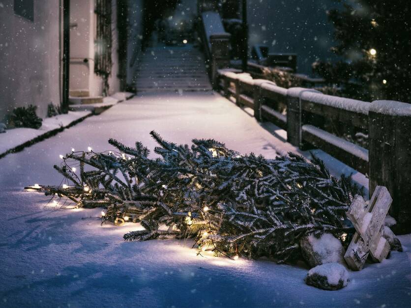 Weihnachtsbaum zur Entsorgung