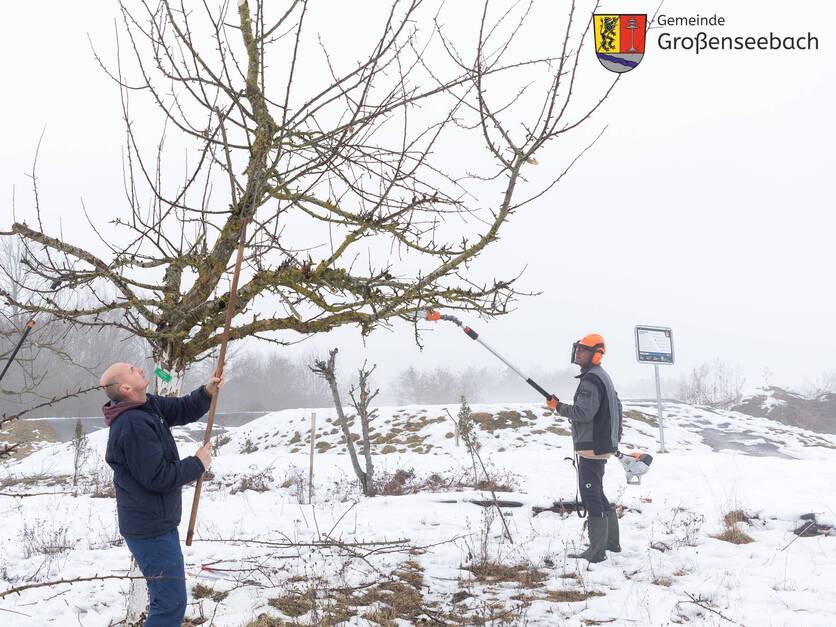 Arbeitseinsatz im Parmakulturgarten am 07.02.2026 - Obstbaumschnitt