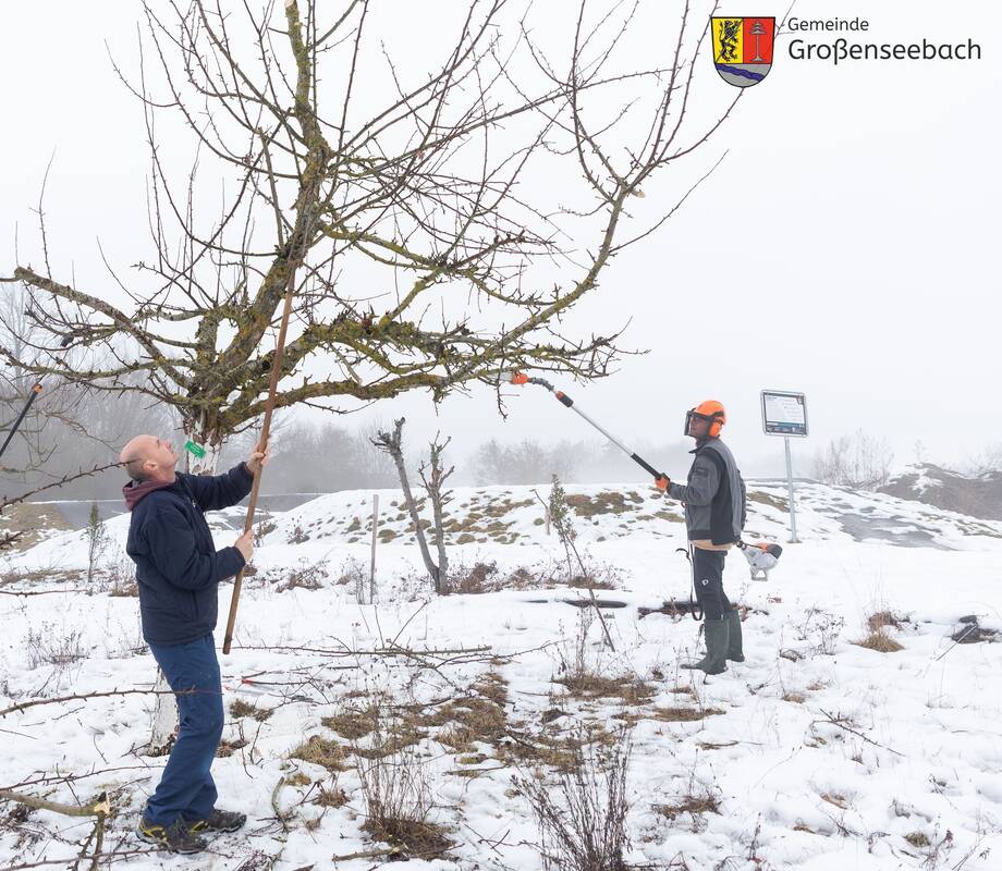 Arbeitseinsatz im Parmakulturgarten am 07.02.2026 - Obstbaumschnitt